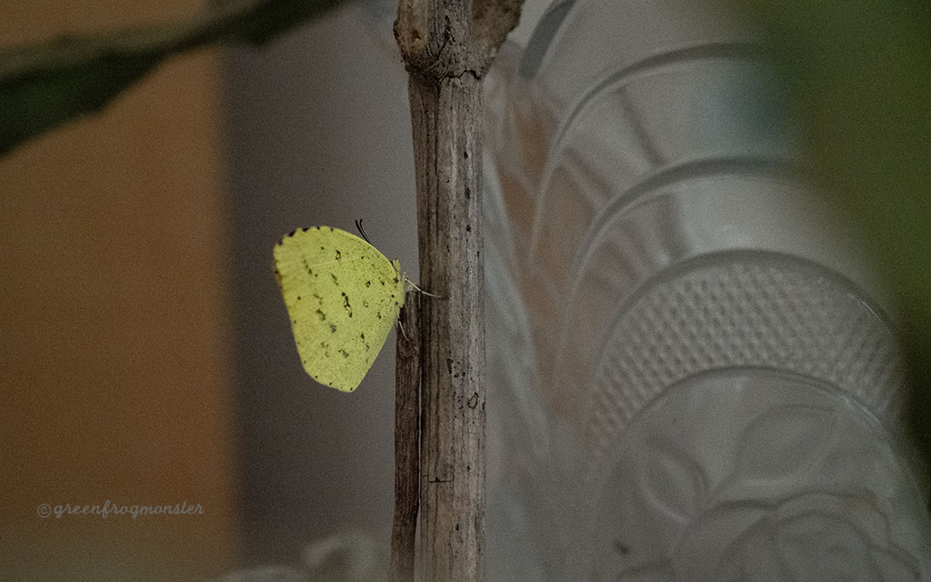 冬越しキチョウ