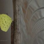 冬越しキチョウの来訪 2025（２）