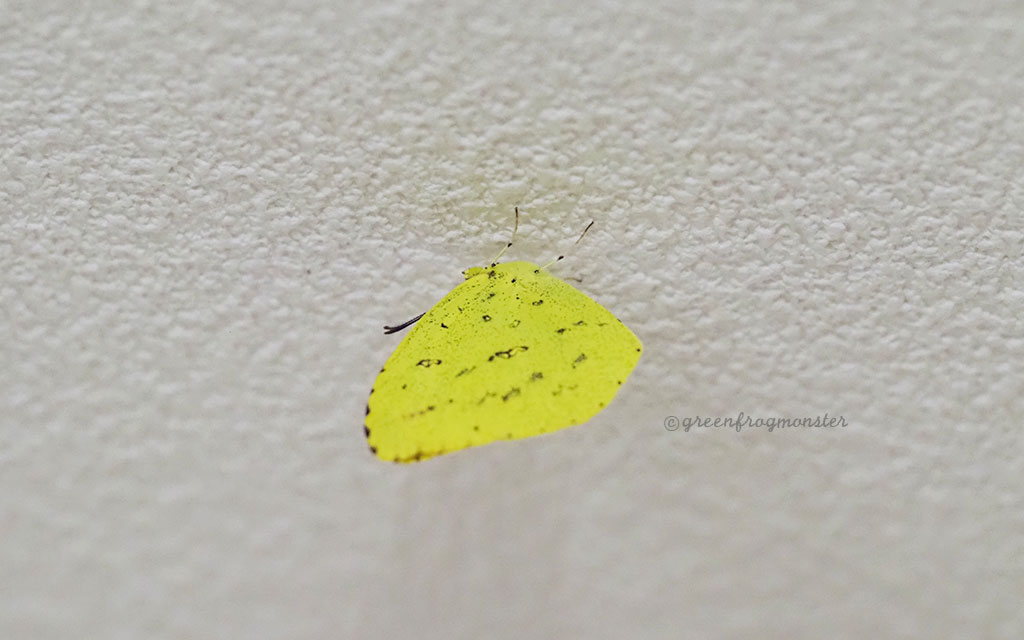 冬越しキチョウ