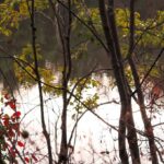 メインディッシュは【コウベモグラの熟成柿添え】