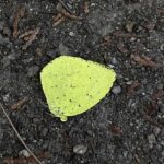 冬越しキチョウの来訪 2025（３）