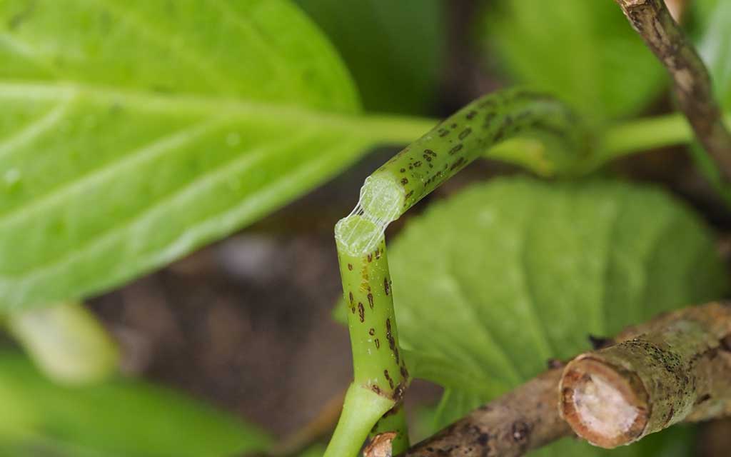 あじさいの茎