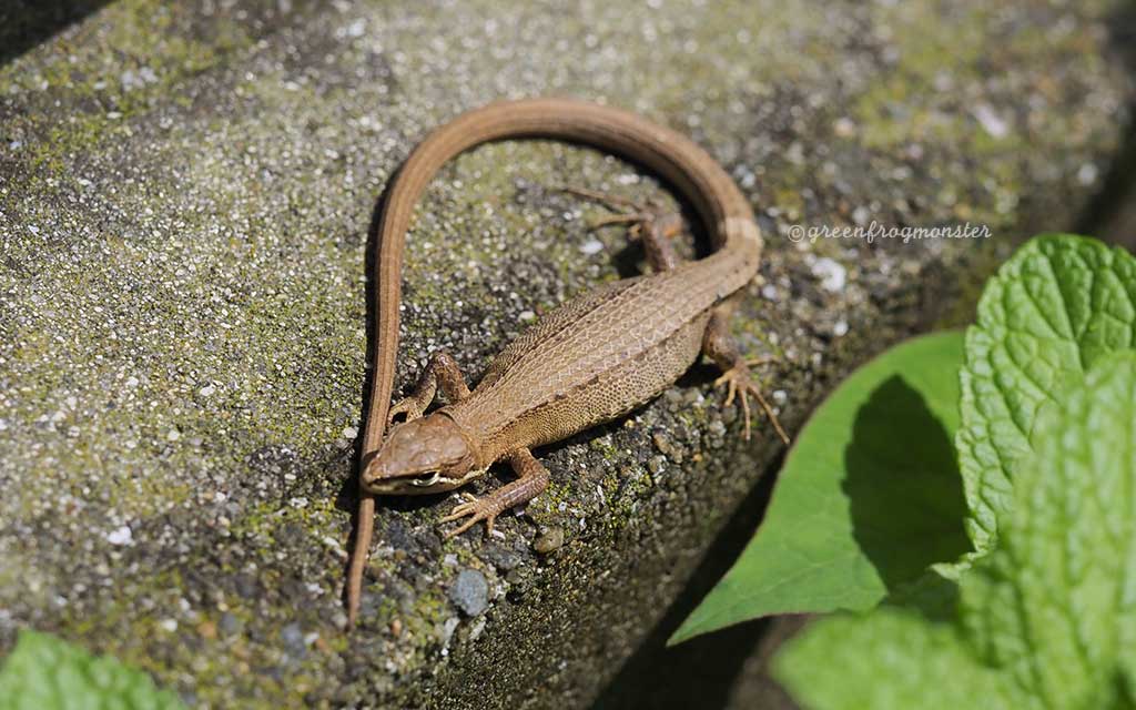 カナヘビ