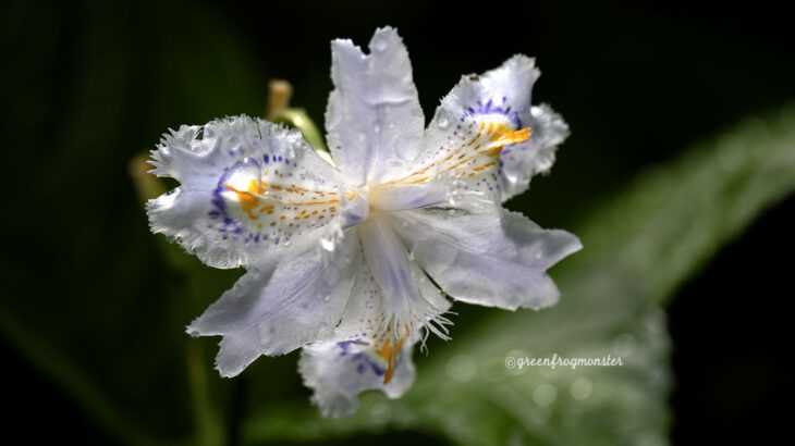 シャガの花