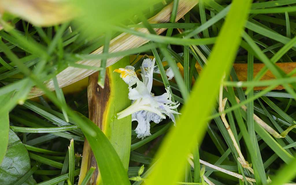 落ちていたシャガの花